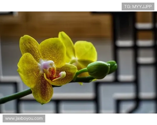 《蝴蝶兰》：一曲繁华落尽后的坚韧赞歌